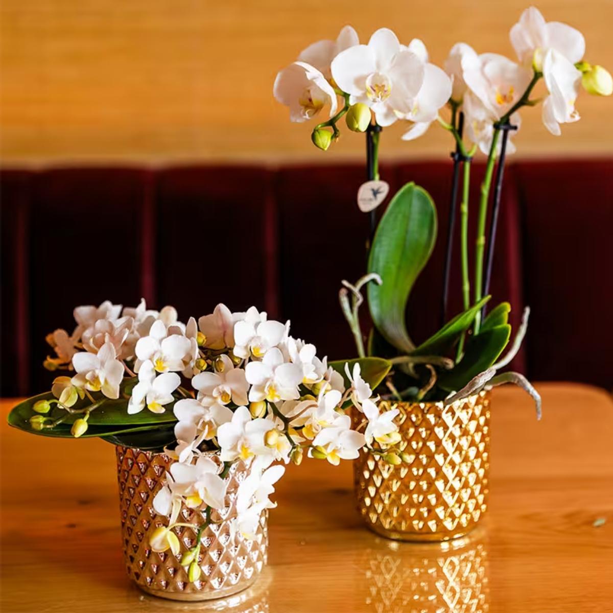 Lot de 2 ou 4 orchidées blanches Phalaenopsis 'Nazaré' - Pot 9 cm