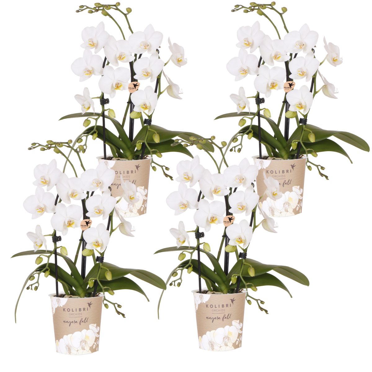 Lot de 2 ou 4 orchidées blanches Phalaenopsis 'Niagara Falls' - Pot 9 cm