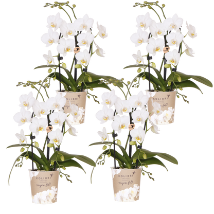 Lot de 2 ou 4 orchidées blanches Phalaenopsis 'Niagara Falls' - Pot 9 cm