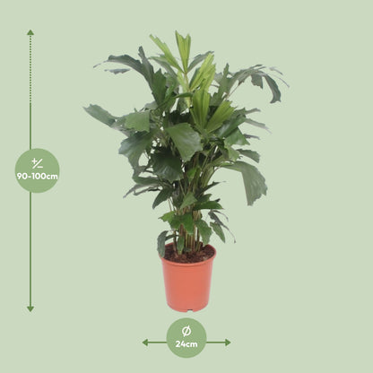 Dimensions du Caryota mitis livré : pot de 24 cm et hauteur de 110 cm