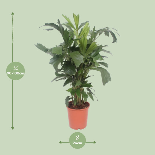 Dimensions du Caryota mitis livré : pot de 24 cm et hauteur de 110 cm
