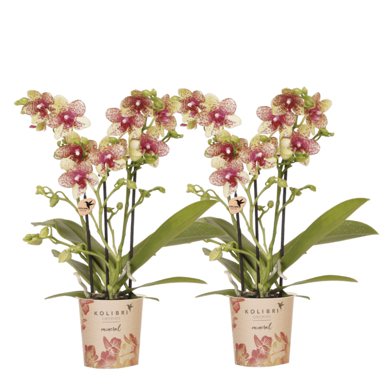 Lot de 2 ou 4 orchidées orange et jaunes Phalaenopsis 'Grosseto' - Pot 9 cm