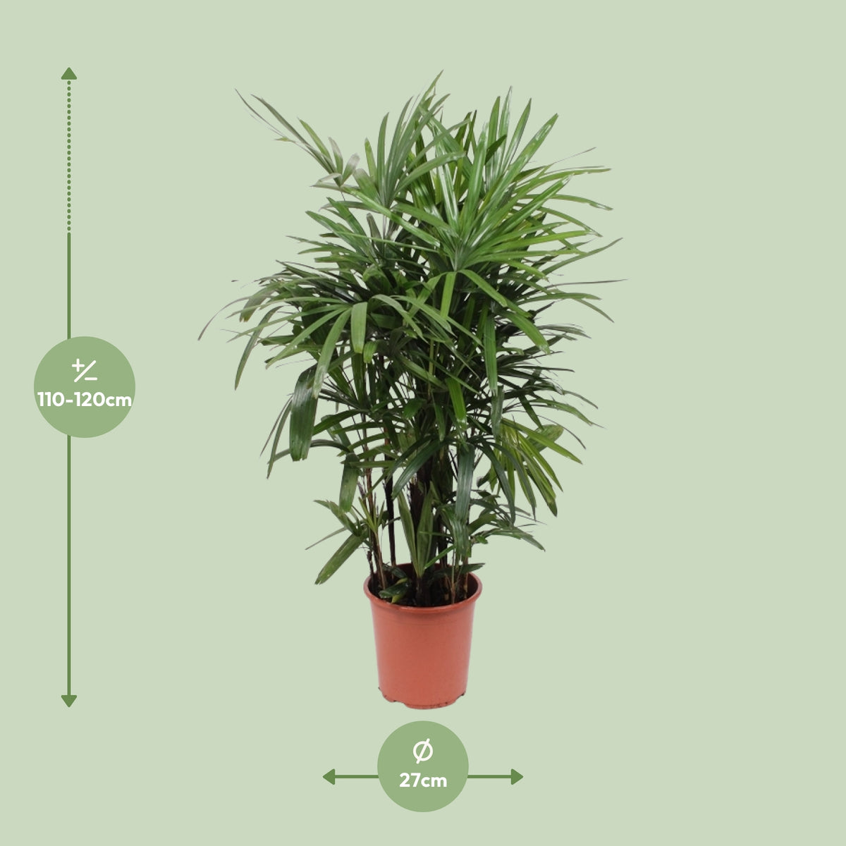 Dimensions du Rhapis excelsa livré : pot de 27 cm et hauteur de 120 cm