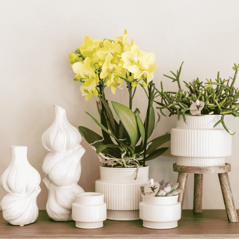 Coffret cadeau orchidée et succulente en cache-pots nervurés - Pot 9 cm
