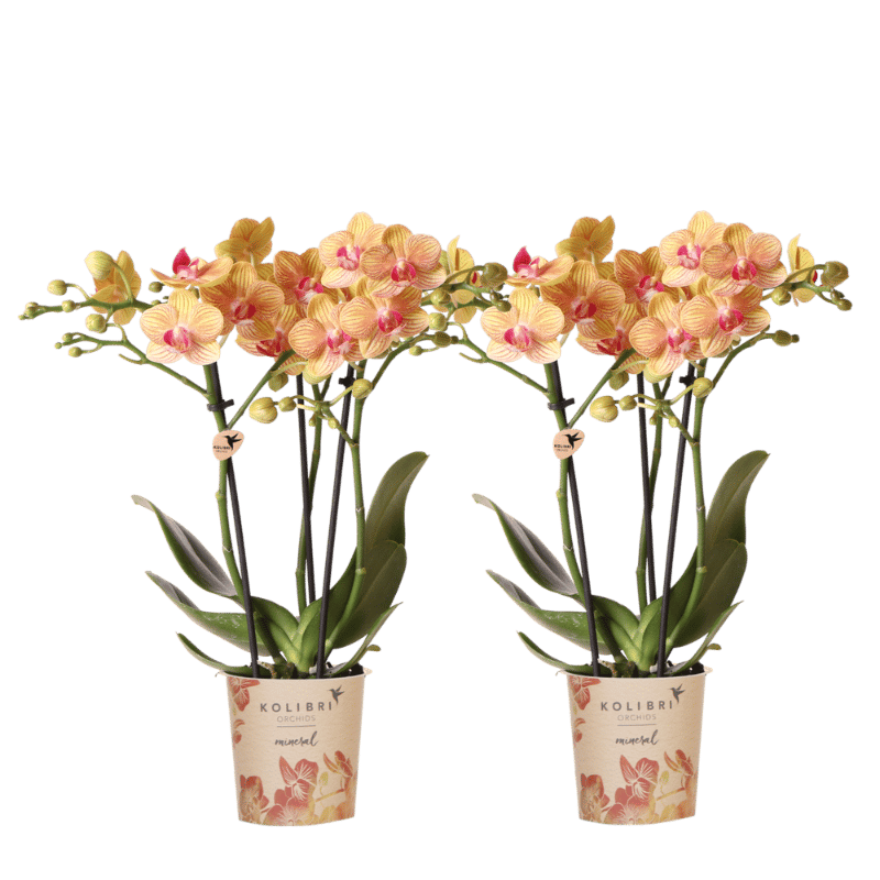 Lot de 2 ou 4 orchidées orange Phalaenopsis 'Jamaica' - Pot 9 cm