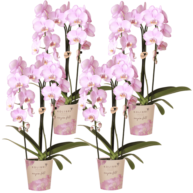 Lot de 2 ou 4 orchidées roses Phalaenopsis 'Xanion' - Pot 12 cm