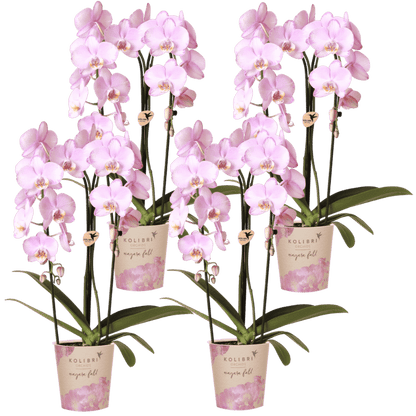 Lot de 2 ou 4 orchidées roses Phalaenopsis 'Xanion' - Pot 12 cm