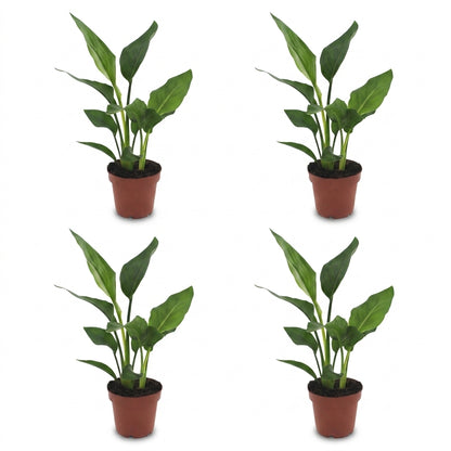 Quatre plants de Strelitzia Reginea - Oiseau de paradis avec leur feuillage vert intense, chacun dans un pot marron