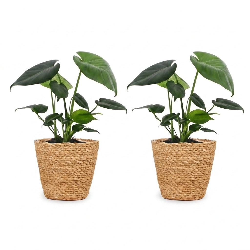 Deux belles Monstera Deliciosa aux feuilles vert foncé, plantées dans des cache-pots en panier tressé naturel sur fond blanc