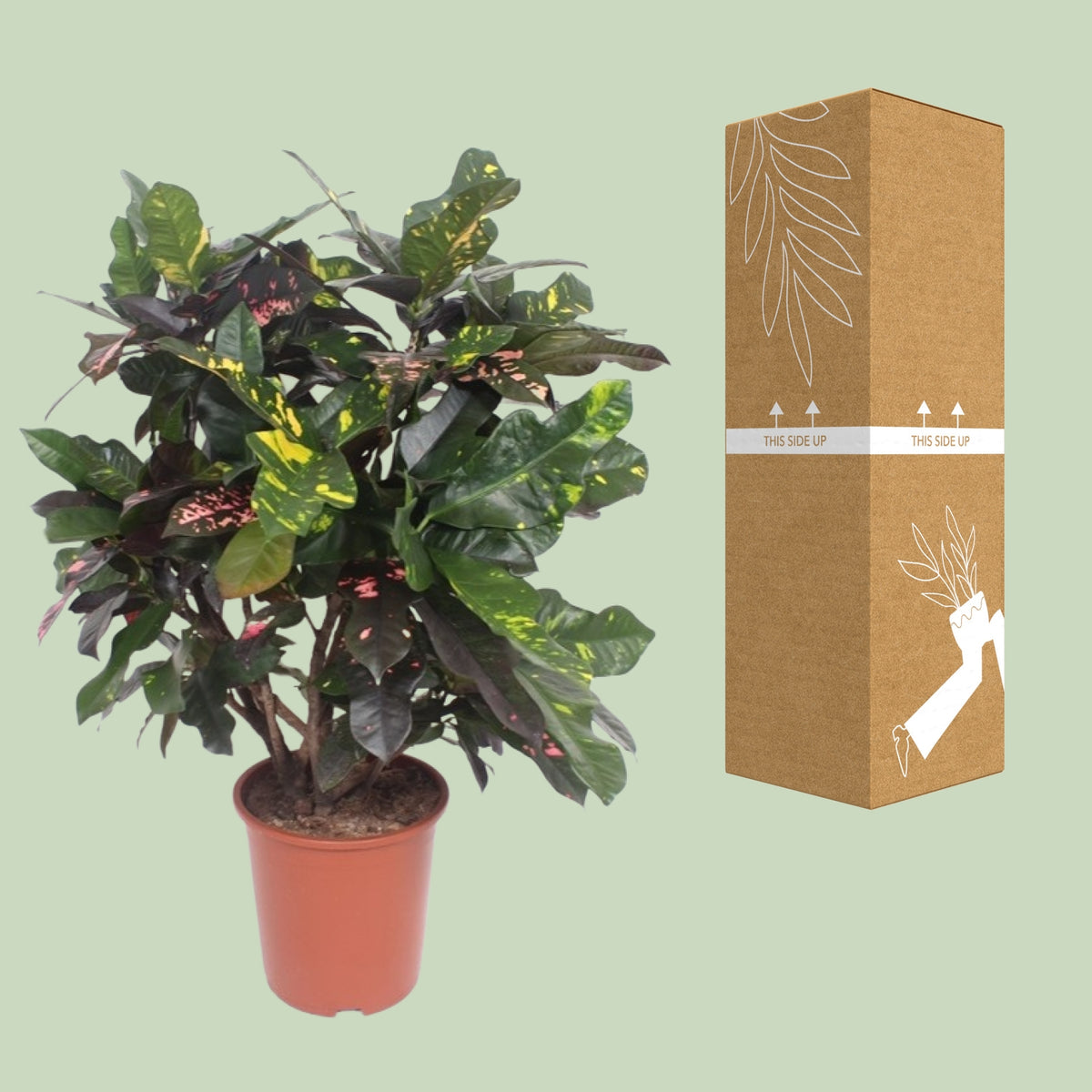 Croton à côté de son carton de livraison renforcé, expédié par notre producteur partenaire