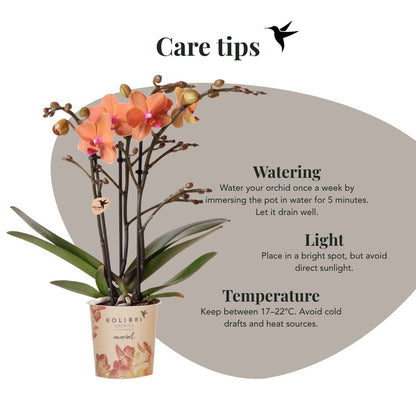 Coffret cadeau orchidée et 2 succulentes en cache-pots nervurés, tabouret et plateau tressé - Pot 9 cm
