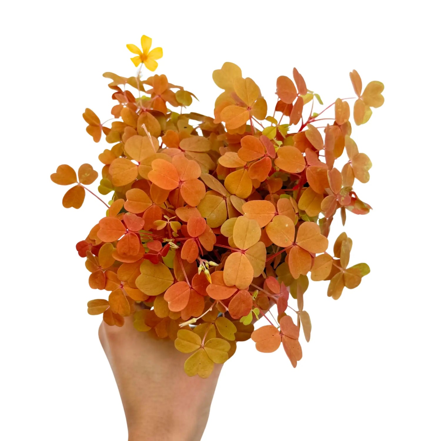 Oxalis Vulcanicola Sunset Velvet avec ses feuilles aux teintes abricot et orangées, rehaussées de petites fleurs jaunes