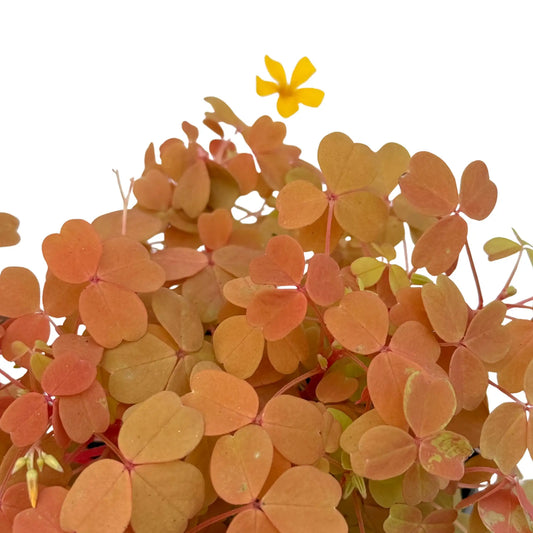 Oxalis Vulcanicola Sunset Velvet