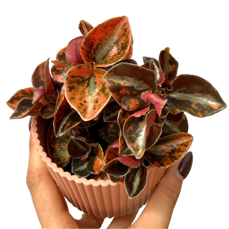 Peperomia 'Crème Brûlée'