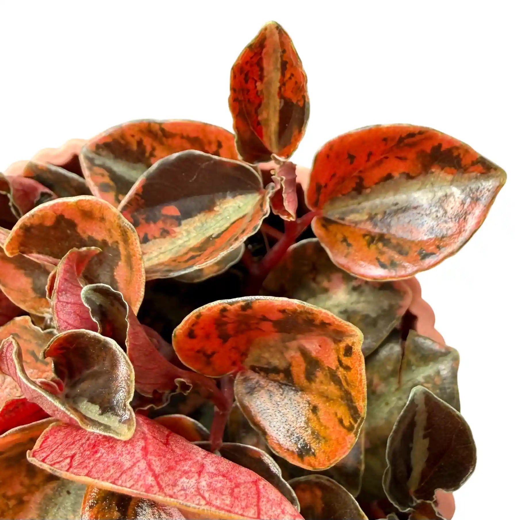 Peperomia 'Crème Brûlée' - plantandstories