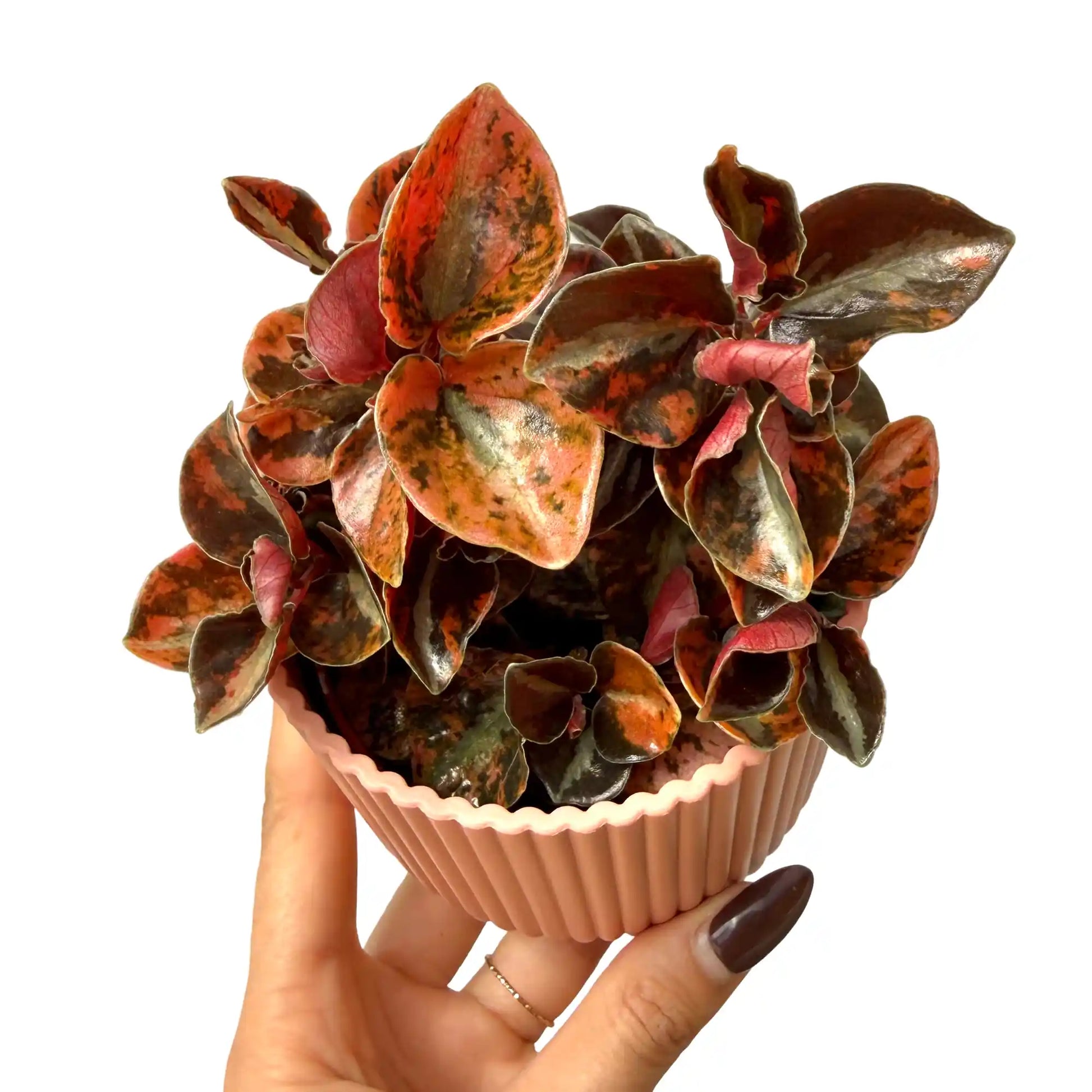 Peperomia 'Crème Brûlée' - plantandstories