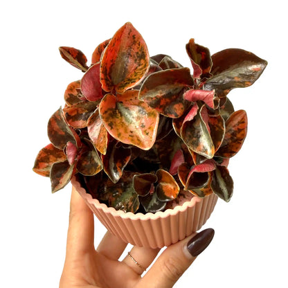 Peperomia 'Crème Brûlée' - plantandstories