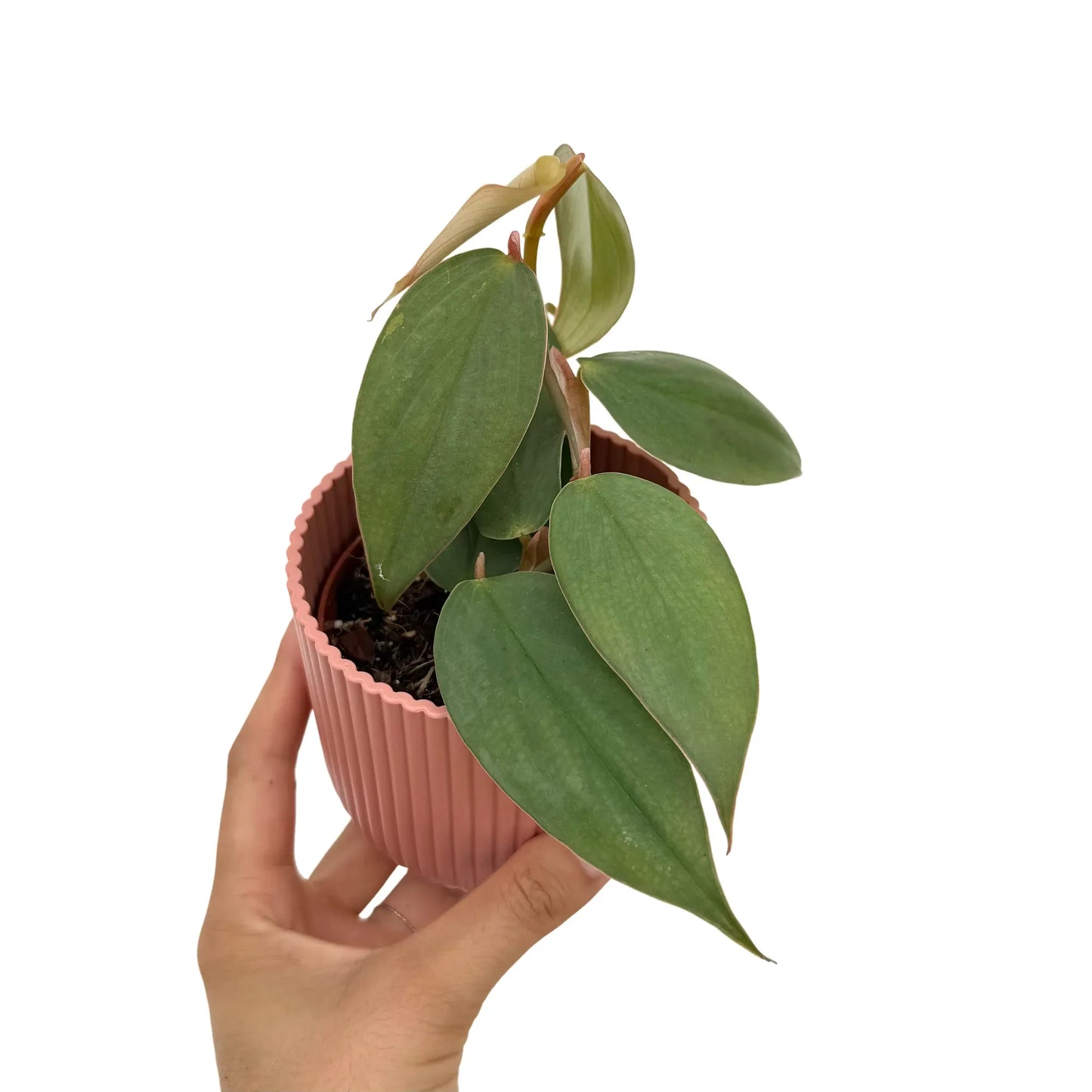 Philodendron Burle Marx Fantasy