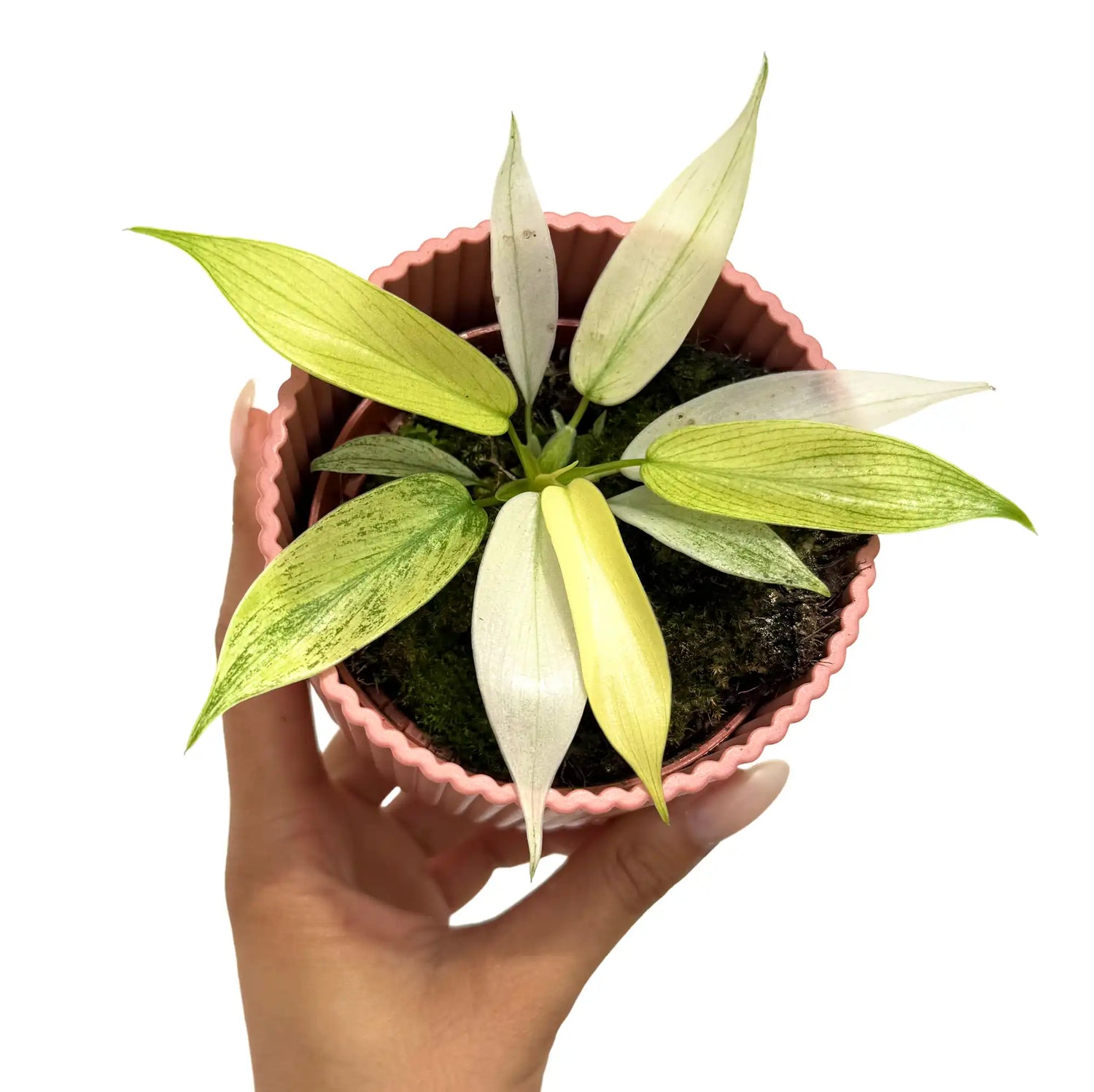 Philodendron Florida Ghost avec de jeunes feuilles vert clair et blanches, en pot de culture rose à rayures