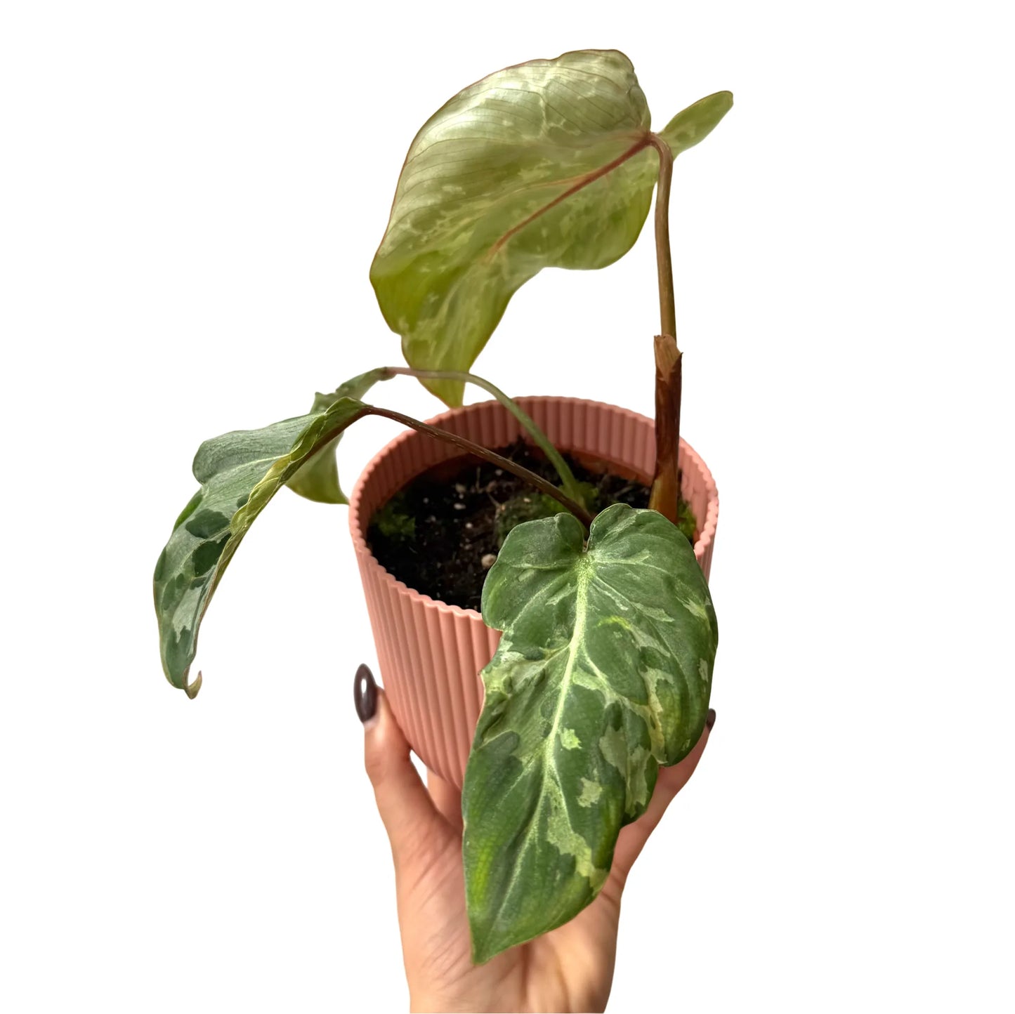 Philodendron gloriosum 'Snow Leopard'