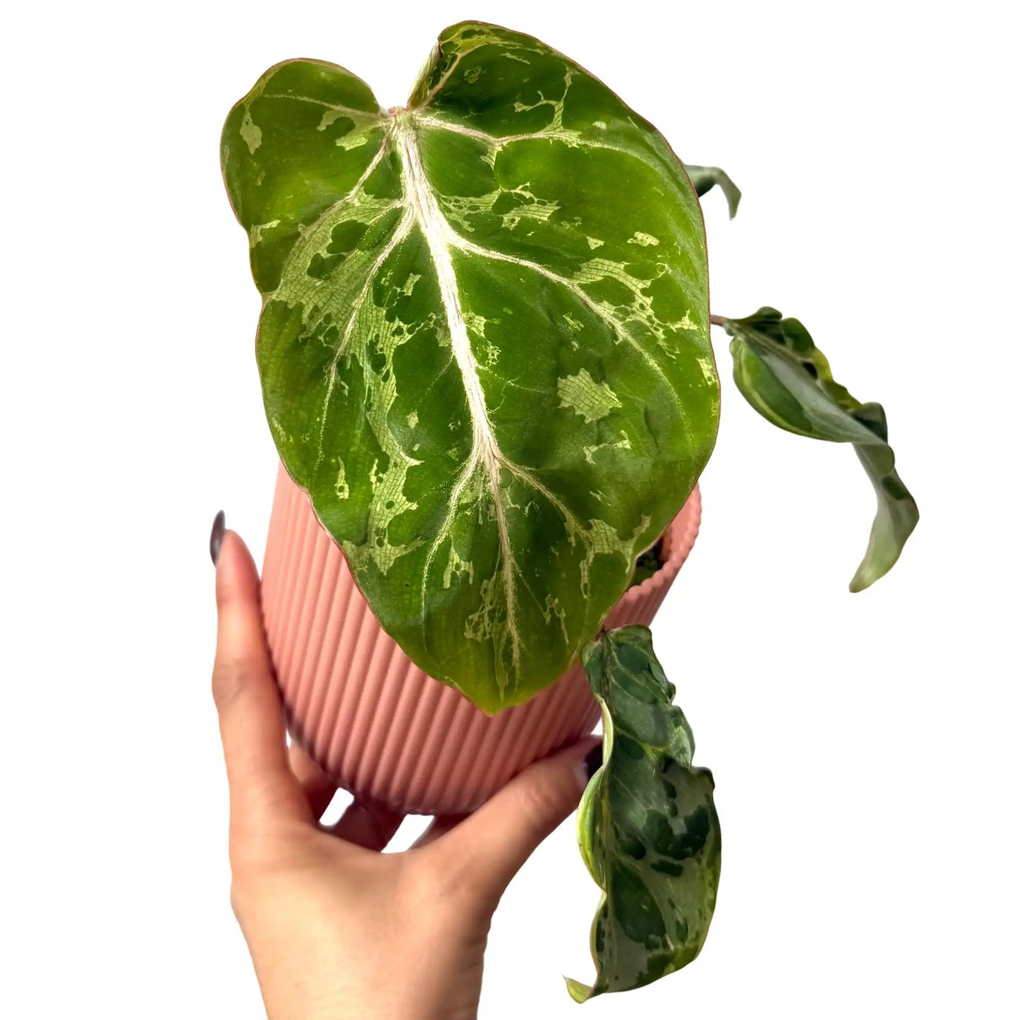 Philodendron gloriosum 'Snow Leopard'