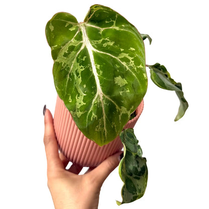 Philodendron gloriosum 'Snow Leopard'