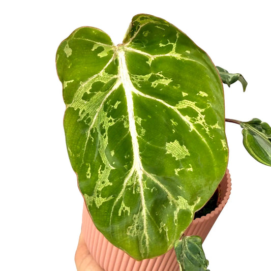 Philodendron gloriosum 'Snow Leopard'