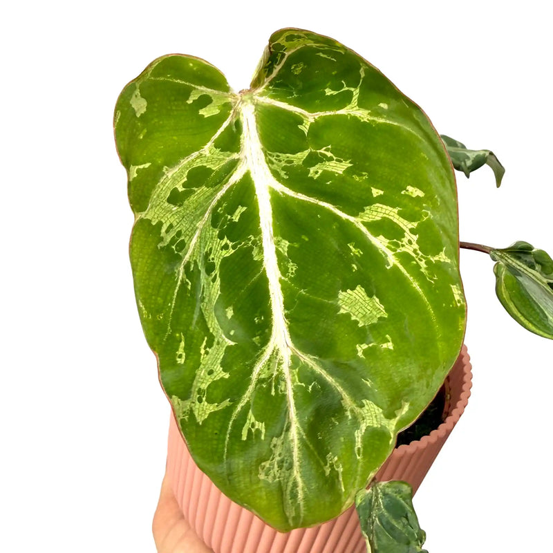 Philodendron gloriosum 'Snow Leopard'