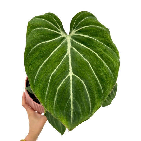 Philodendron Gloriosum Zebra