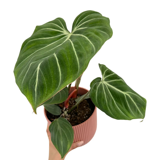 Philodendron Gloriosum Zebra