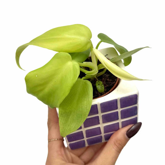 Philodendron golden violin