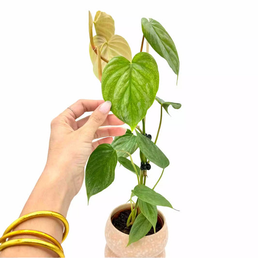 Philodendron Majestic