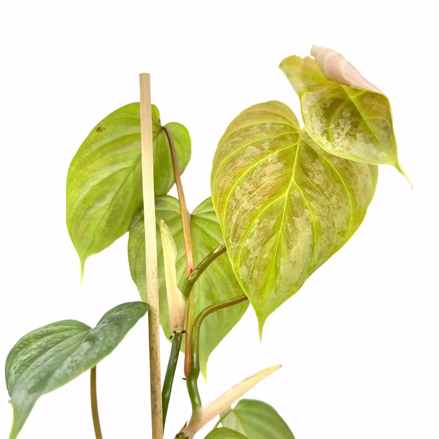 Philodendron Majestic