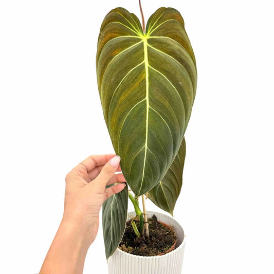 Philodendron Melanochrysum