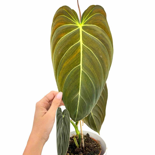 Philodendron Melanochrysum