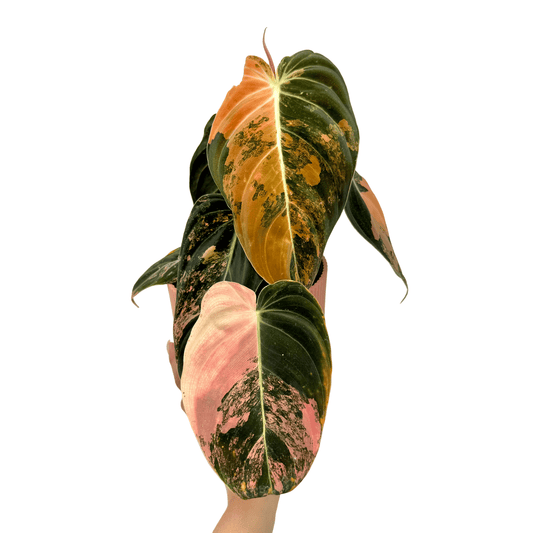 Philodendron Melanochrysum 'Variegata' avec des feuilles panachées de rose, orange et vert foncé dans un pot rose clair