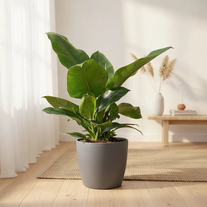 Plante Philodendron Imperial Green 65cm, pot 19cm. Magnifique feuillage vert tropical pour intérieur.