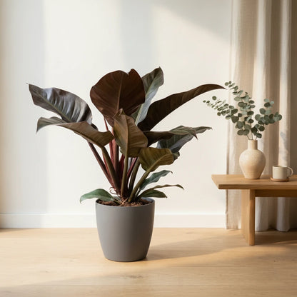 Magnifique Philodendron Imperial Red, pot de 19cm, hauteur 60cm. Une touche de verdure pour votre intérieur.