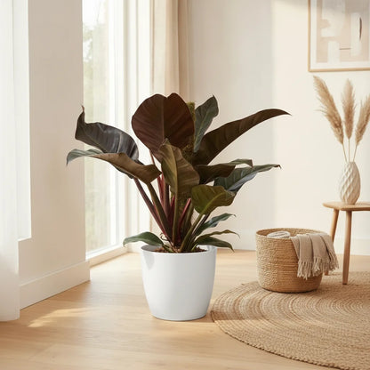 Philodendron Imperial Red de 60cm dans son pot de 19cm. Feuillage vert foncé aux reflets rouges et brillants.