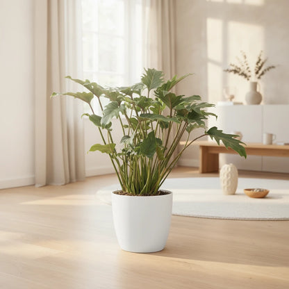 Philodendron Xanadu, plante d'intérieur de 60cm en pot de 19cm, avec ses feuilles vertes découpées.