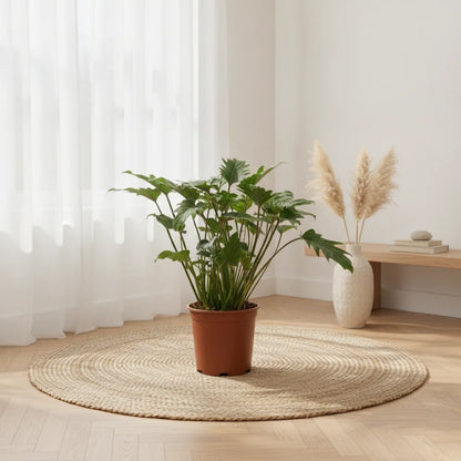 Philodendron Xanadu, plante d'intérieur luxuriante de 60cm, en pot de 19cm, feuillage vert découpé.