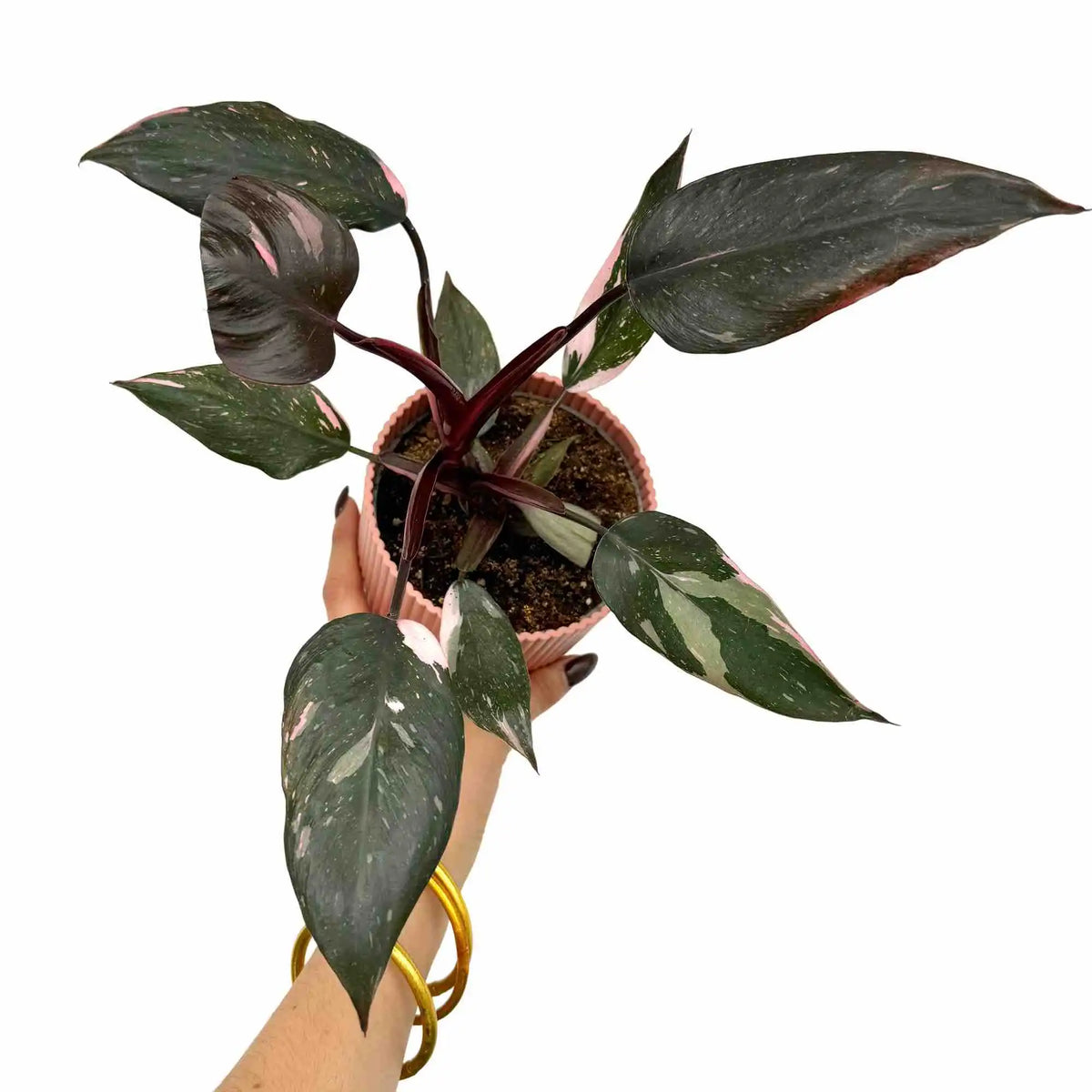 Un Philodendron Pink Princess aux feuilles vert foncé et roses, dans un pot de couleur rose pâle