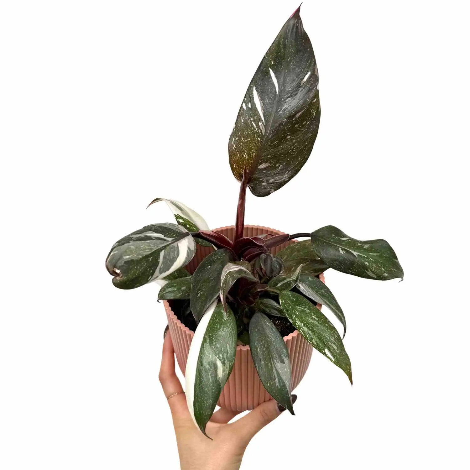 Philodendron Red Anderson aux feuilles vert foncé panachées de blanc et tiges rouges dans un pot strié rose