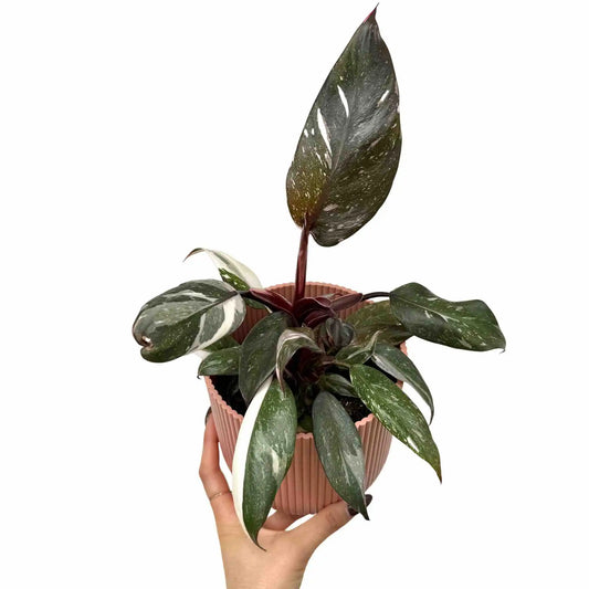 Philodendron Red Anderson