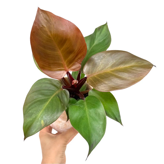 Un Philodendron Red Sun aux feuilles vert foncé et aux jeunes pousses brillantes couleur cuivre dans un pot clair