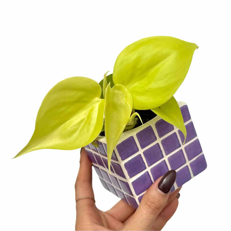Philodendron Scandens Lemon Lime