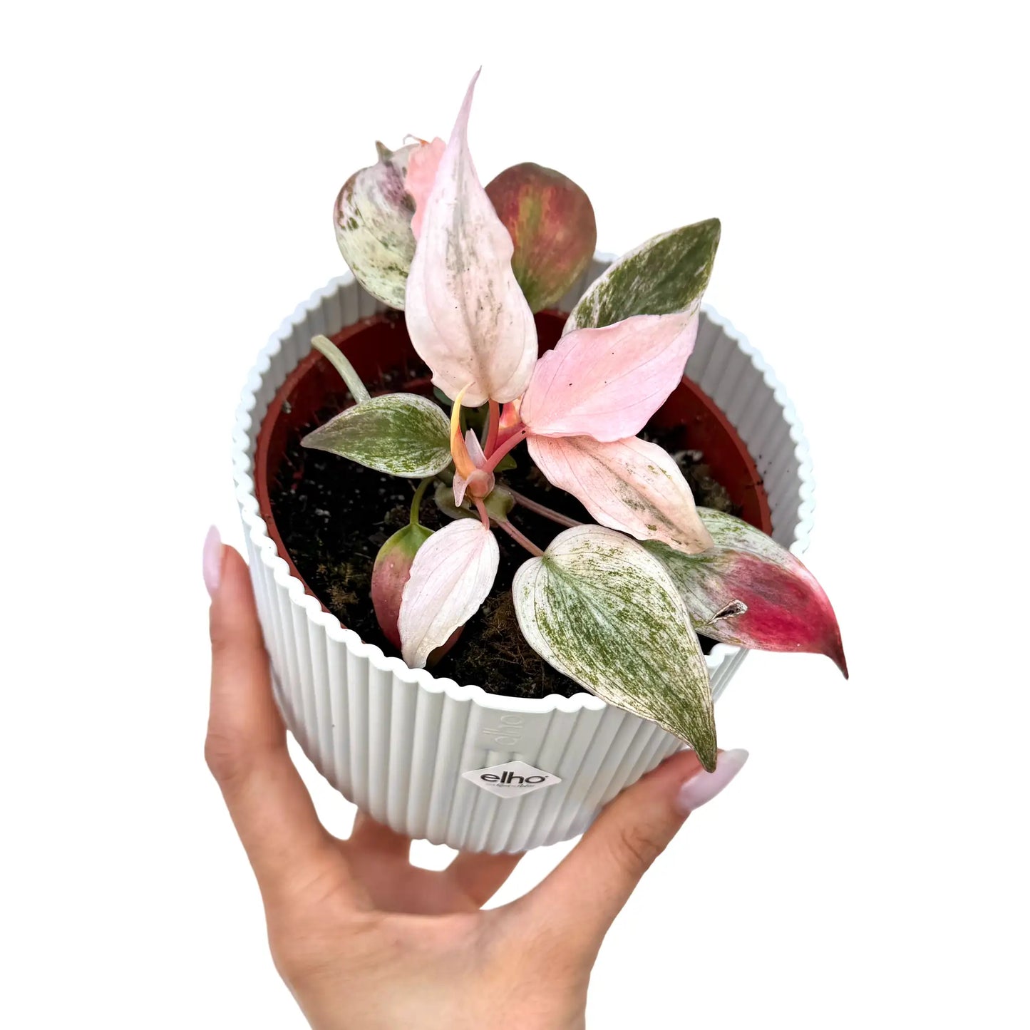 Philodendron Scandens Micans Marble Variegata