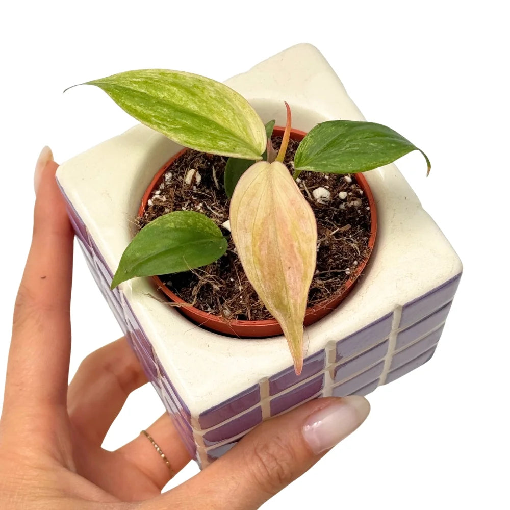 Jeune Philodendron Scandens Micans Marble Variegata dans un pot de culture noir, posé dans un cache-pot en céramique blanche et violette
