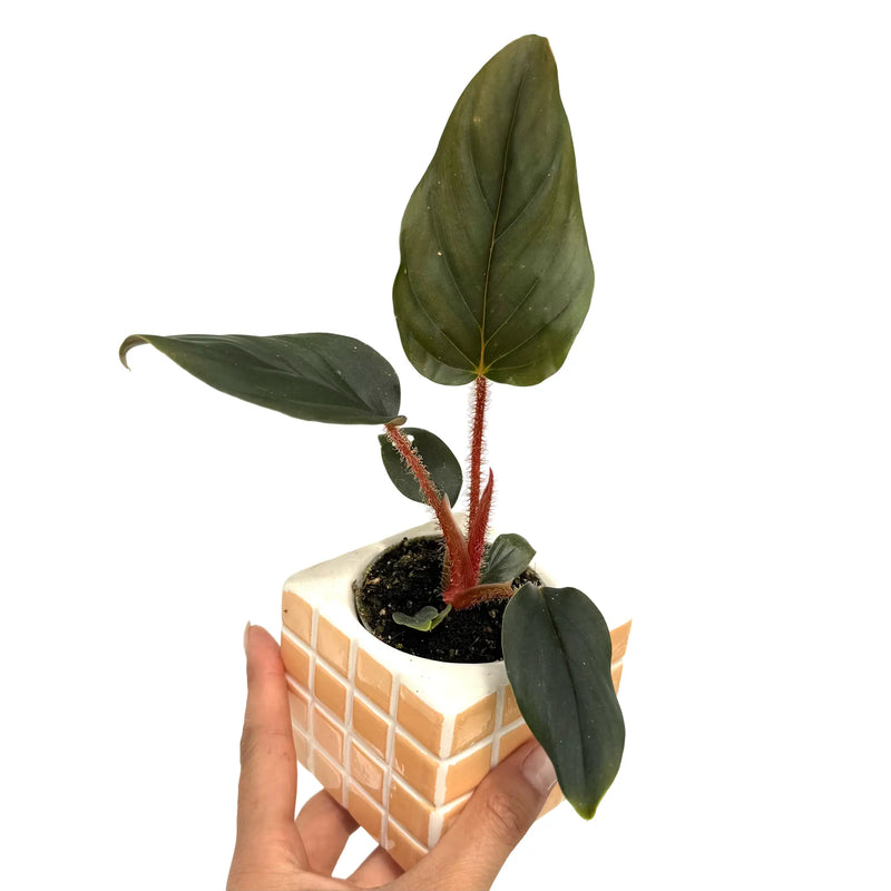 Philodendron Serpens x Squamiferum