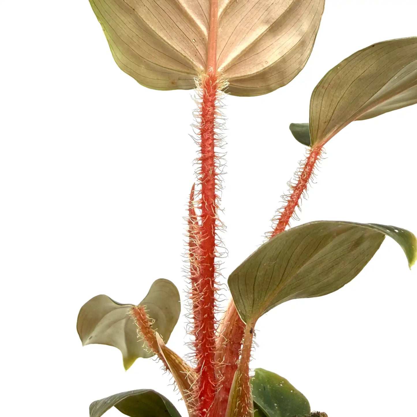 Gros plan sur les pétioles rouge vif et velus du Philodendron Serpens x Squamiferum avec des feuilles vertes